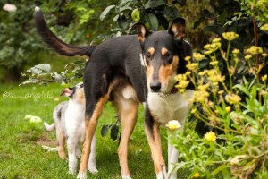 c723eaf1442c18ac0f3495dd394d6a58