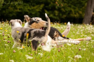 d39771ce6327485eef8d99bae17e86e1 