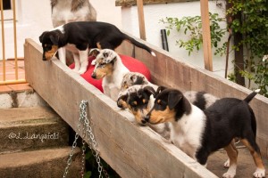 dc27e6c392440be57e34beac9fba2be7 