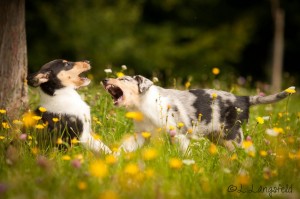 e1f220bbb465871f89c740b0a341b6d2 