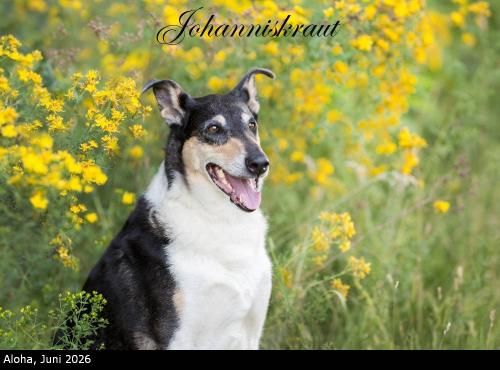 00 -1666pp 1000johanniskraut (1)
