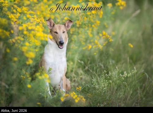 00 -1708pp 1000johanniskraut