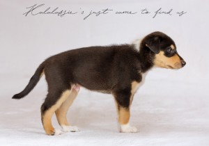 0_findus