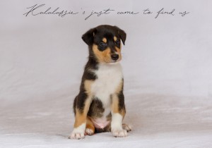 0_findus2