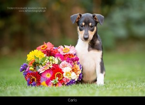 0_carlo
