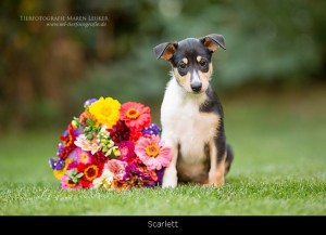 0_scarlett