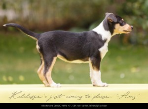 0_-0476p_1000amy2             