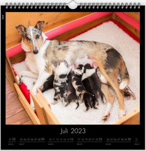 kalender7_900