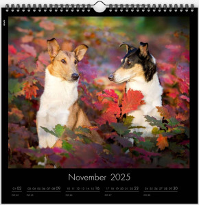 silvester11