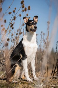 1f4a63df27a4d777fe008779bf61dd41