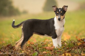 41940806e8dd78fa0286710993cae11a