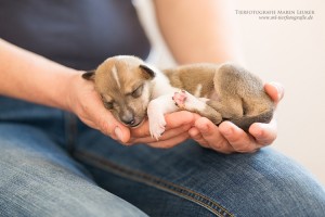 6-IMG_6804            
