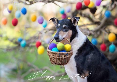 00 -7165pvp 1000easter