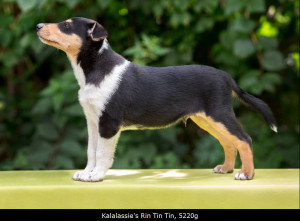 hp_rintintin