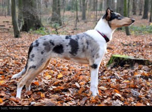 scott_2016november_1000 