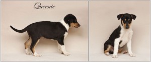 galerie4_queenie
