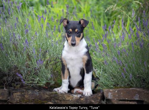 000 topsy-1416rvp 1000