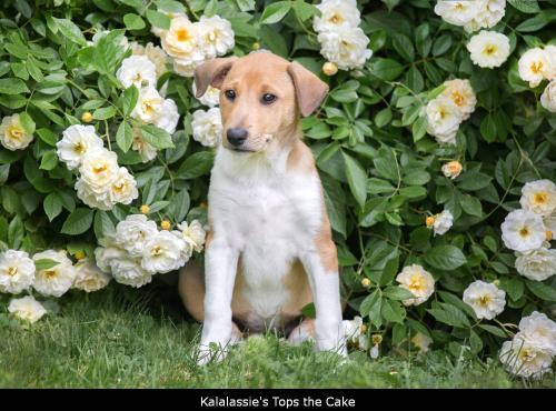 000 -0731 topsthecake p 1000
