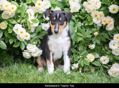 00 -0752vp 1000tippity
