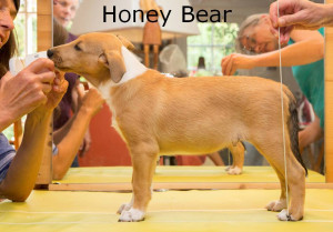 00_honeybear-6616vp_1000honeybear              