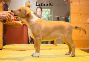 00_lassie-6642vp_1000lassie              