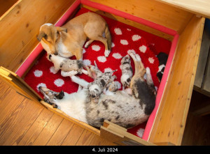 0_rosy-2524vpp_1000_4.7